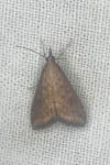 Udea ferrugalis