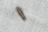 Scrobipalpa ocellatella
