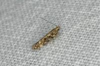 Scrobipalpa ocellatella