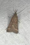 Synaphe punctalis