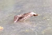 Schrankia costaestrigalis