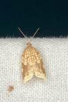 Acleris rhombana