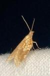 Acleris rhombana