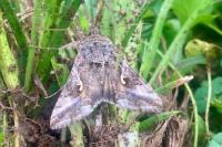 Autographa gamma