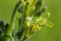 Anthocharis cardamines