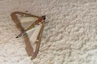 Cydalima perspectalis