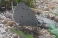 Celastrina argiolus