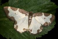 Lomaspilis marginata