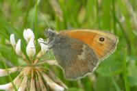 Coenonympha pamphilus