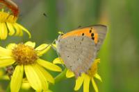 Lycaena phlaeas