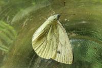 Pieris napi