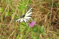 Iphiclides podalirius