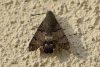 Macroglossum stellatarum