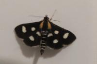 Anania funebris
