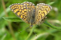 Melitaea cinxia