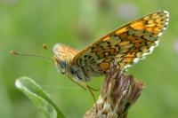 Melitaea cinxia