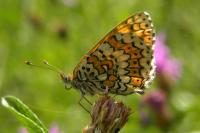 Melitaea cinxia