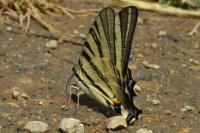 Iphiclides podalirius