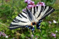 Iphiclides podalirius