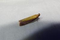 Oncocera semirubella