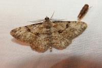 Peribatodes rhomboidaria