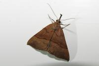 Hypena proboscidalis