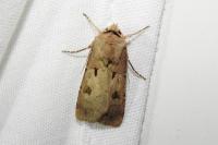 Agrotis exclamationis