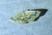 Cyclophora annularia