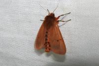 Phragmatobia fuliginosa