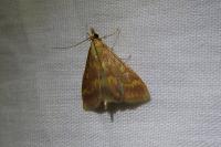 Ostrinia nubilalis