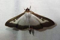 Cydalima perspectalis