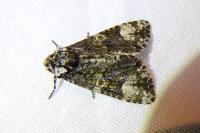 Craniophora ligustri