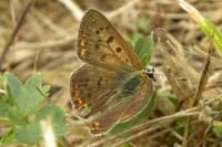 Lycaena tityrus