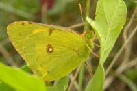 Colias crocea