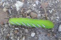 Sphinx ligustri