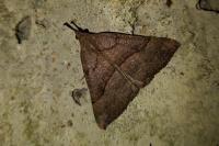 Hypena proboscidalis