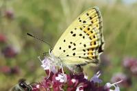 Lycaena tityrus
