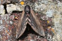 Sphinx ligustri
