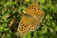 Argynnis paphia