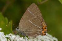 Satyrium w-album