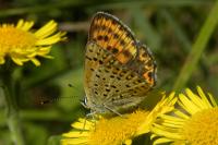 Lycaena tityrus