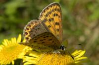 Lycaena tityrus
