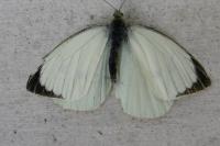 Pieris brassicae