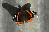 Vanessa atalanta