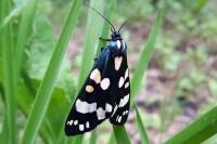 Callimorpha dominula