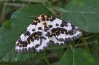 Abraxas grossulariata