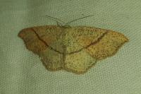 Cyclophora punctaria