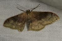 Idaea degeneraria