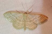 Idaea subsericeata