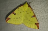 Opisthograptis luteolata